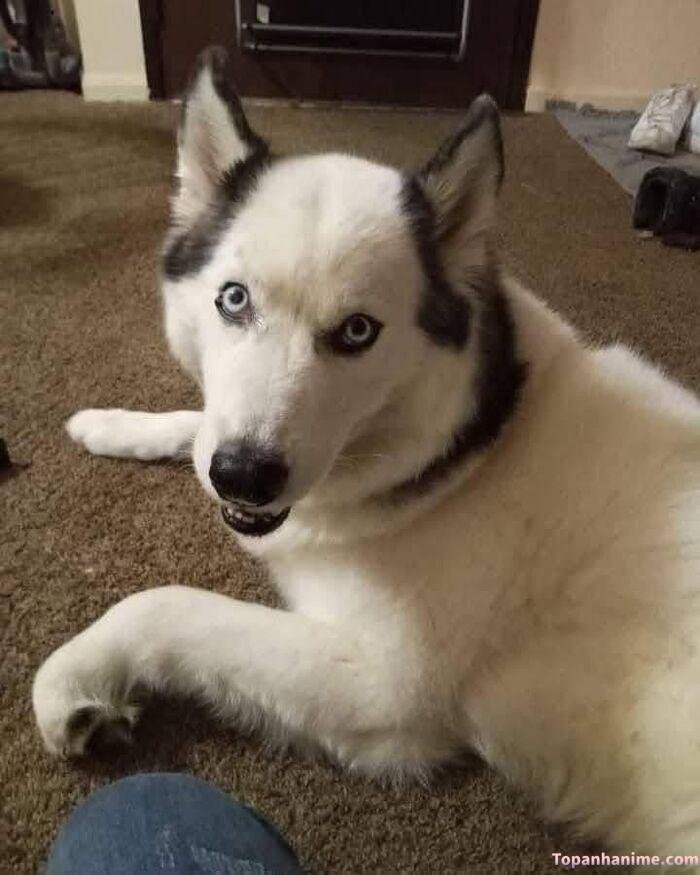 husky meme kiểu bất lực
