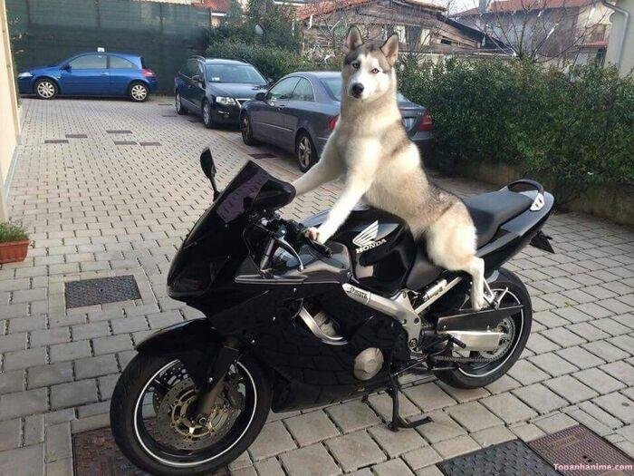 husky meme kiểu mất kết nối
