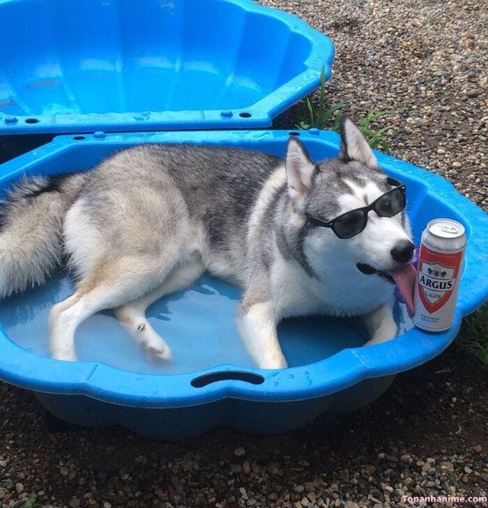 husky meme nhìn buồn cười