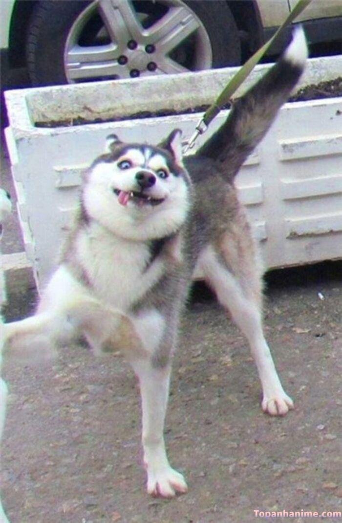 husky meme nhìn mắc cười