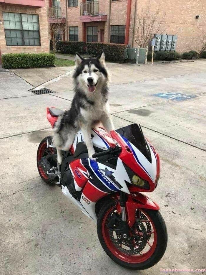 husky meme nhìn ngáo ngơ