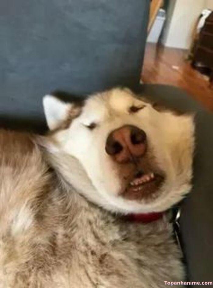 husky meme nhìn ngơ cực mạnh