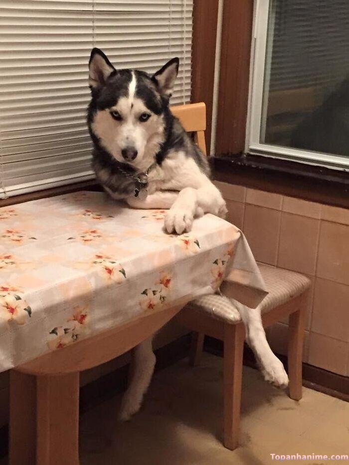 husky meme nhìn ngu ngơ