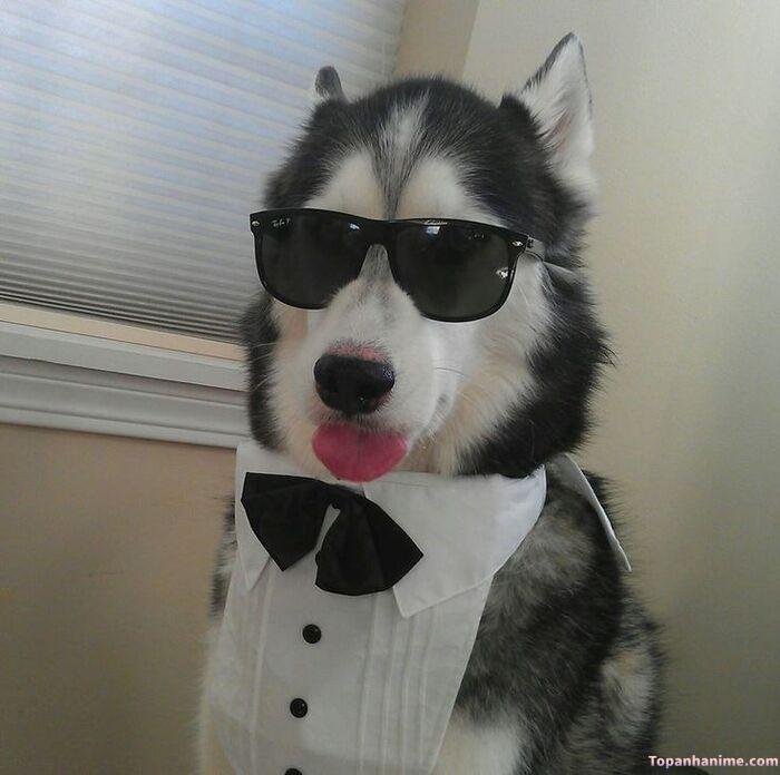 husky meme nhìn vô tri toàn tập