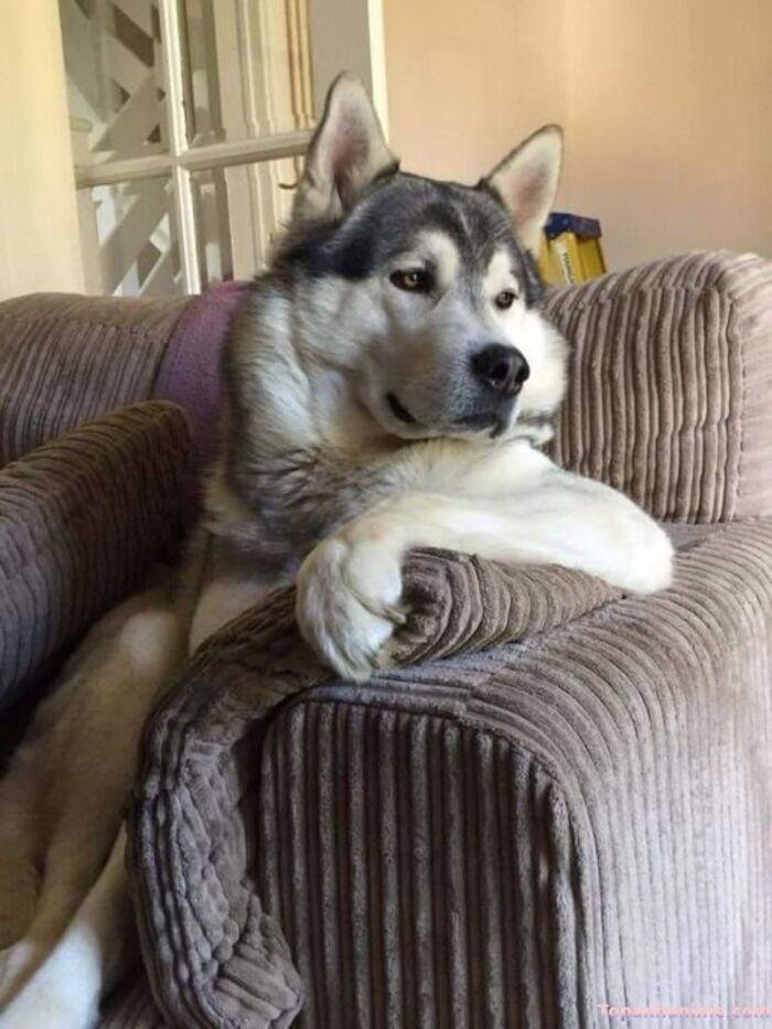 husky meme style meme