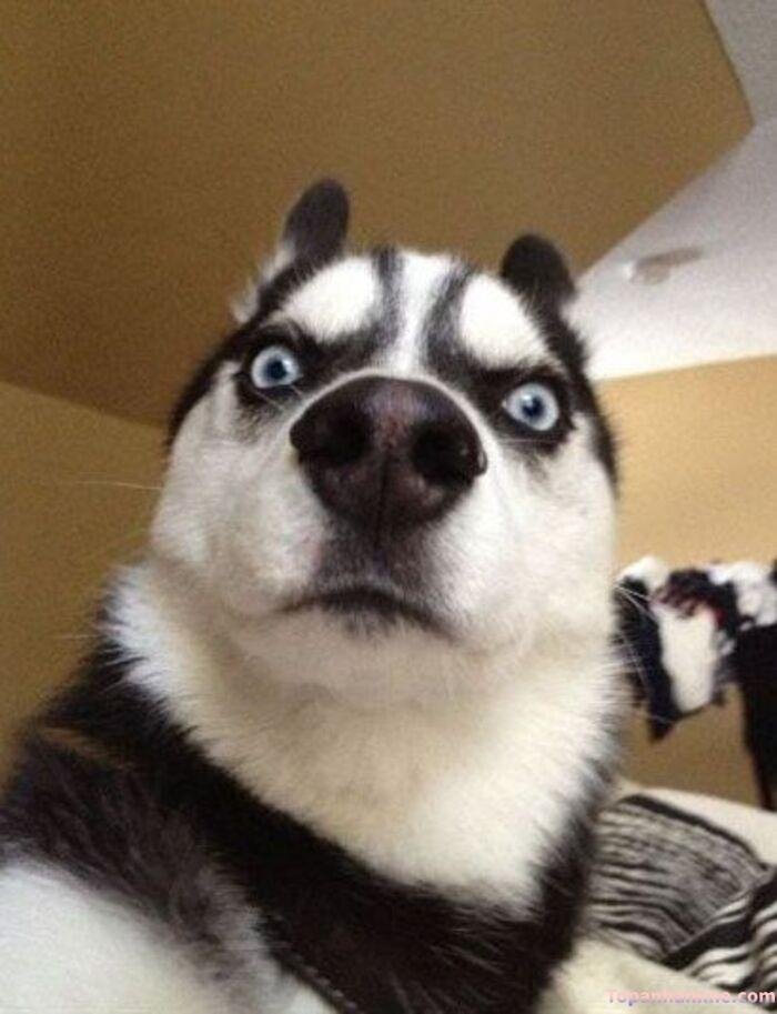 husky meme vibe buồn cười
