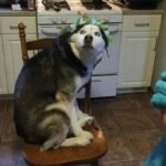 husky meme vibe cute xỉu