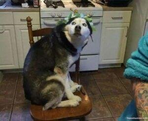 husky meme vibe cute xỉu