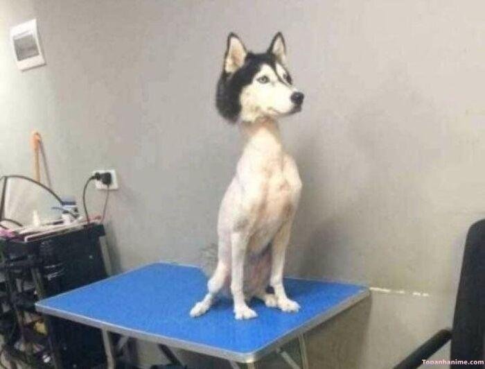 husky meme vibe cute xỉu hài hước