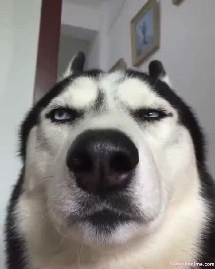husky meme vibe cute xỉu ngơ