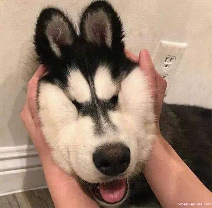husky meme vibe cute xỉu ngố