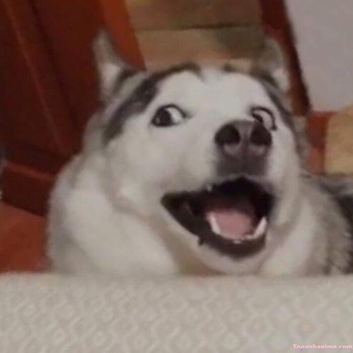 husky meme vibe cute xỉu siêu hài