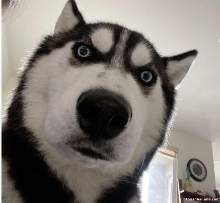 husky meme vibe cute xỉu siêu ngố
