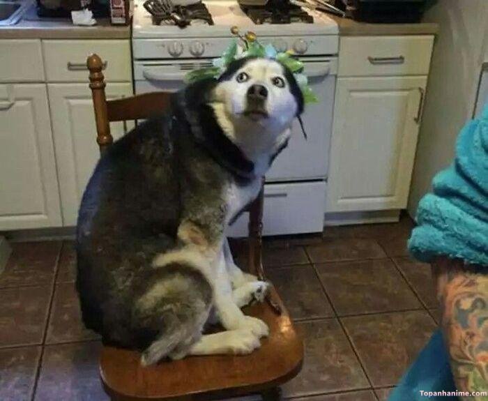 husky meme vibe cute xỉu