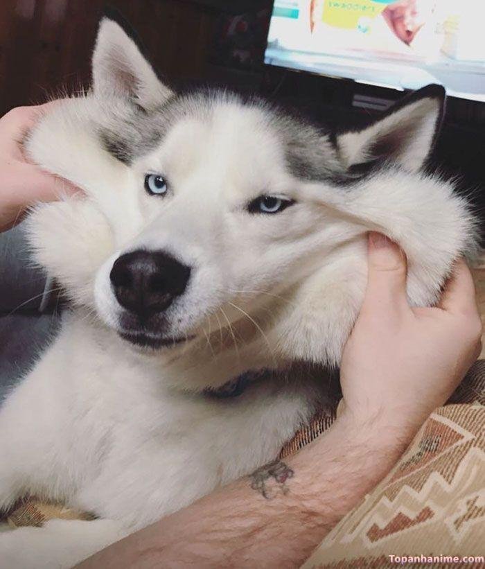 husky meme vibe đáng yêu