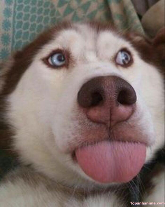 husky meme vibe hài internet