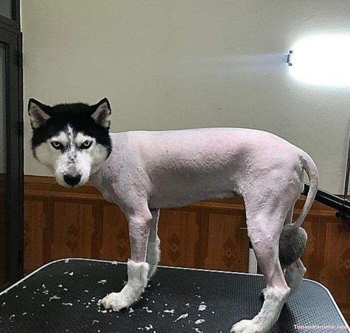 husky meme vibe hài nhẹ