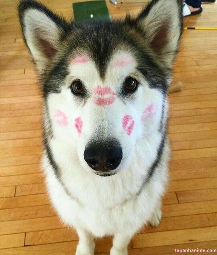 husky meme vibe internet
