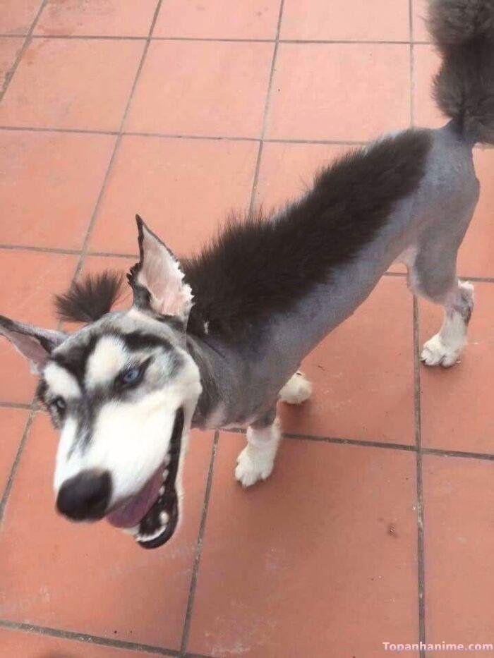 husky meme vibe ngáo level max
