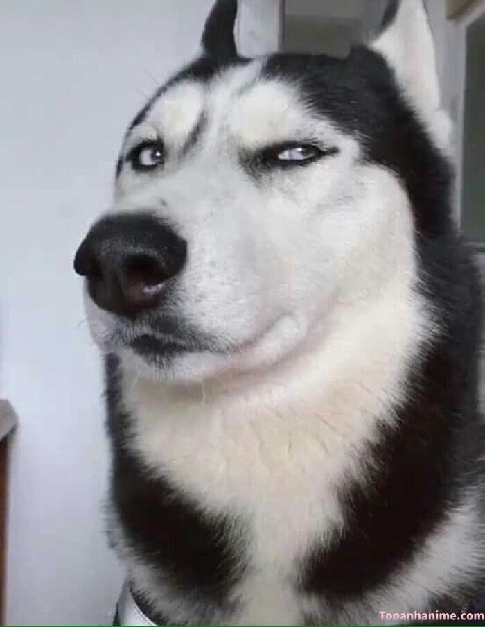 husky meme vibe ngố