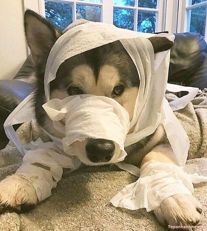 husky meme vibe vô tri