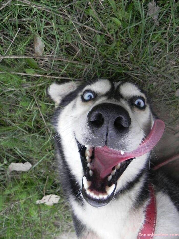 husky meme