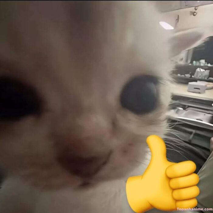 like meme mèo xinh