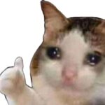 like meme mèo xúc động