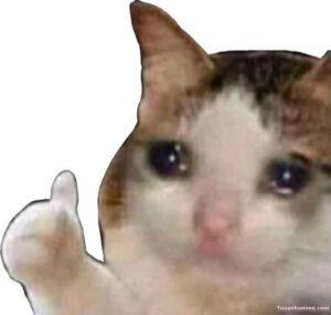 like meme mèo xúc động