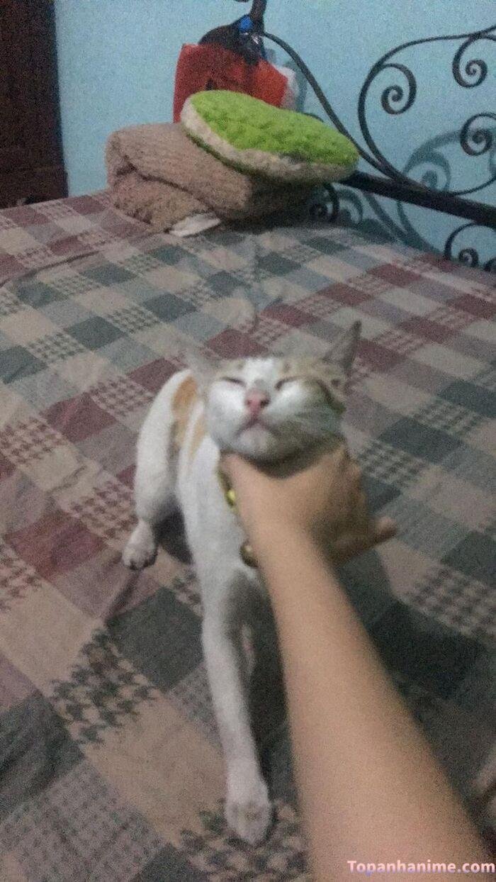 meme bóp cổ chế