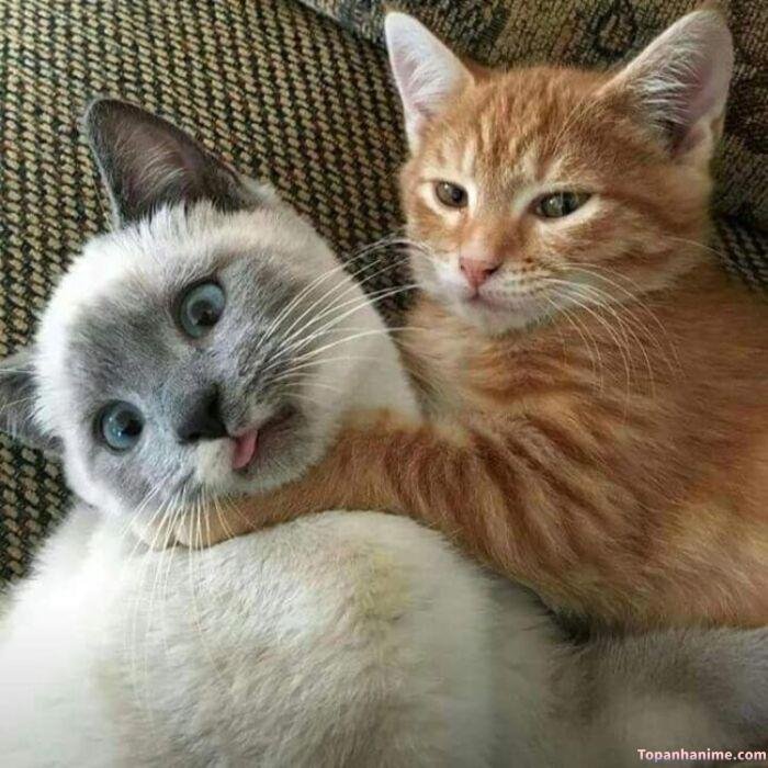 meme bóp cổ hài hước mèo