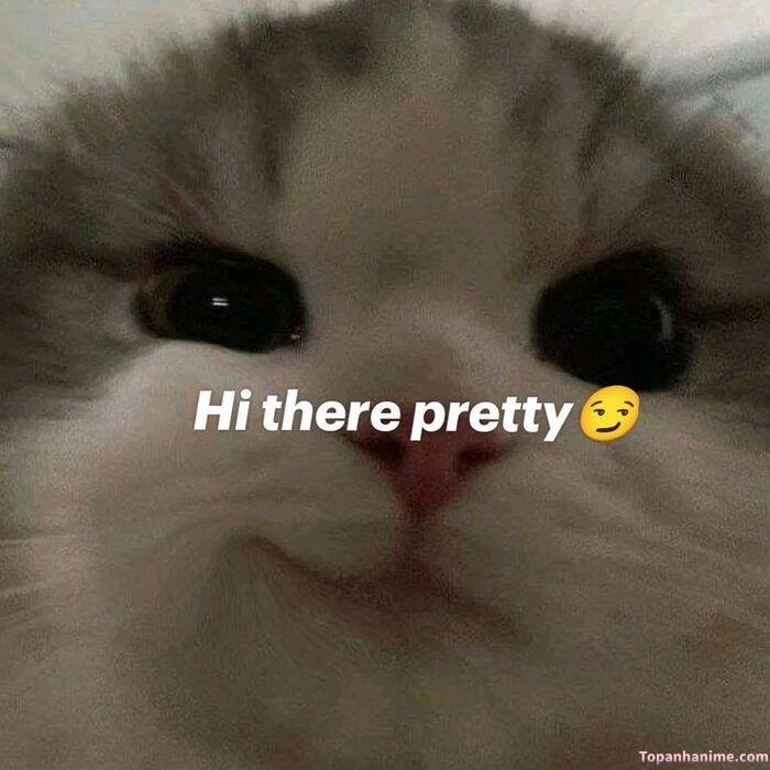 meme chào bạn hiền