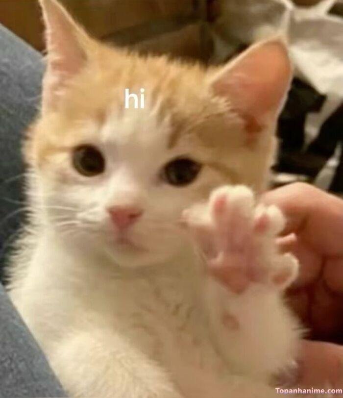 meme chào kiểu ngại ngùng