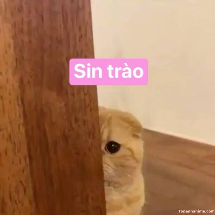meme chào style internet