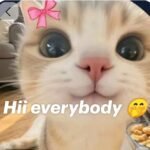 meme chào thân thiện