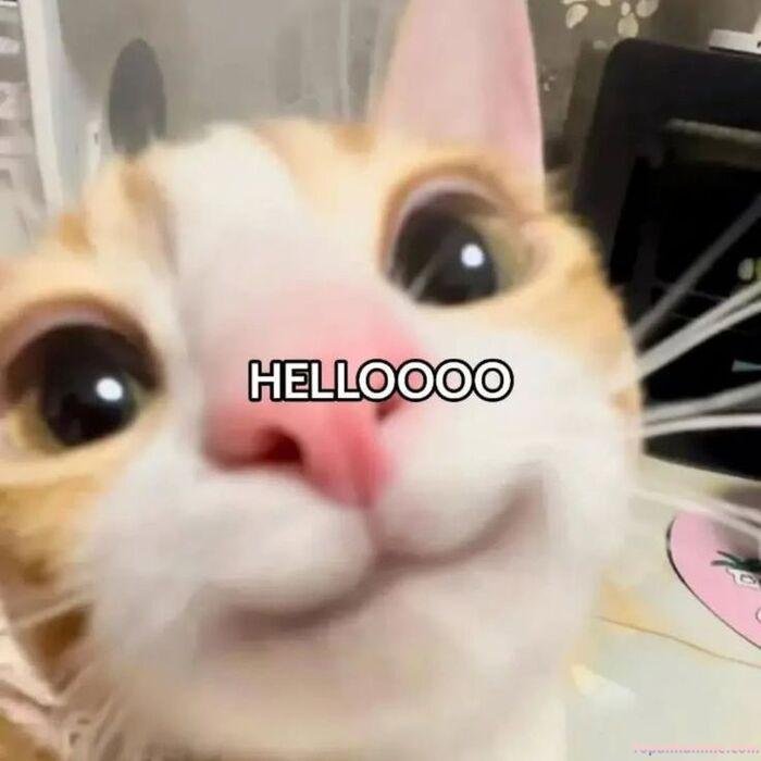 meme chào vibe tích cực
