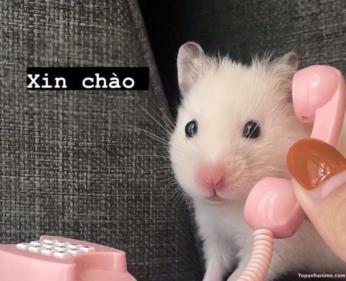 meme chào vui vẻ