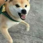 meme chó cắn nhưng vui bựa