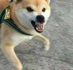 meme chó cắn nhưng vui bựa