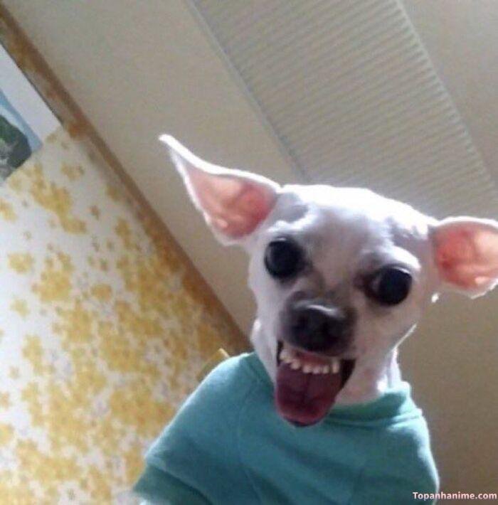 meme chó cười bựa