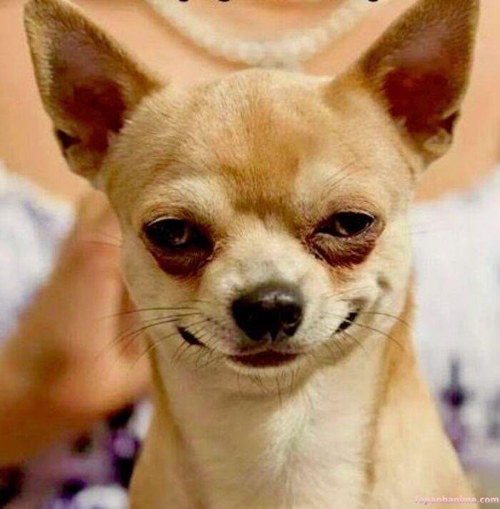 meme chó cười chihuahua