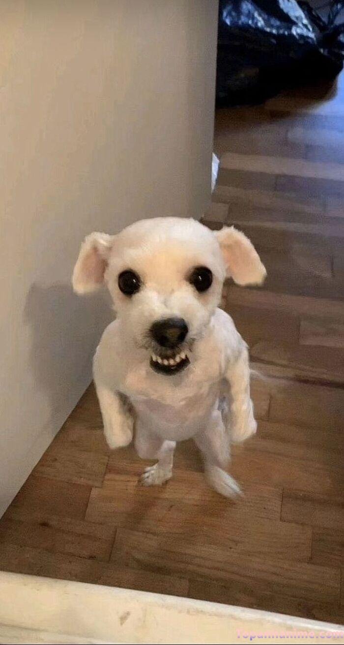 meme chó cười cực hài