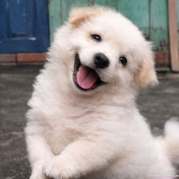 meme chó cười cực yêu