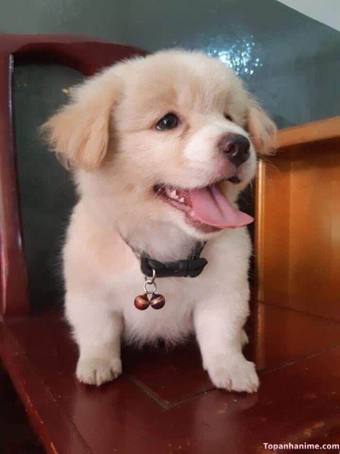 meme chó cười đáng yêu