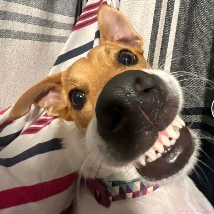 meme chó cười hài nhất