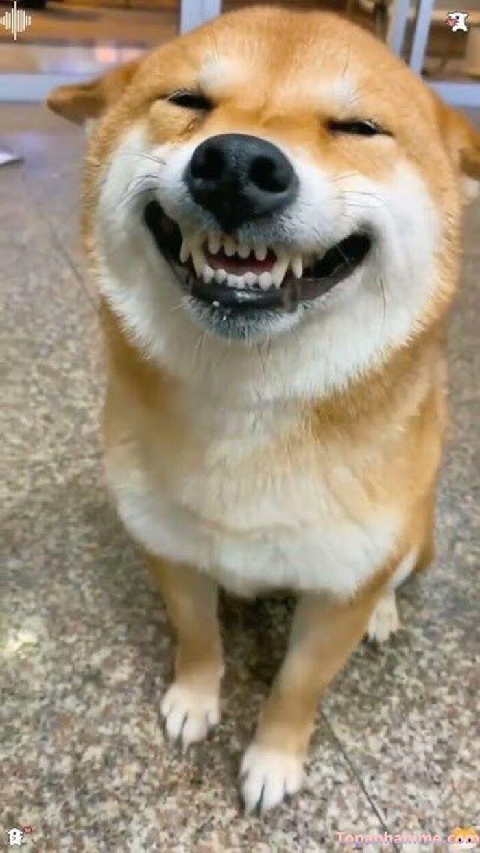 meme chó cười hài