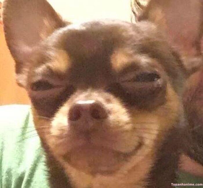 meme chó cười híp mắt