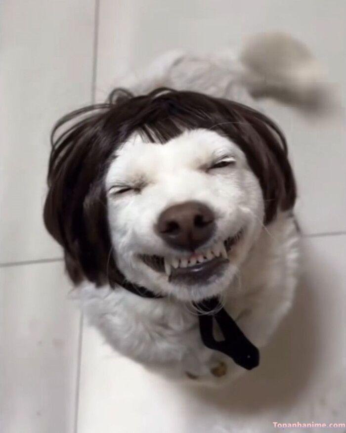 meme chó cười khờ