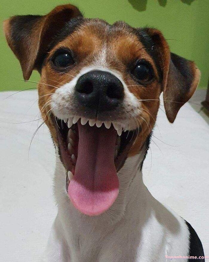 meme chó cười khùng