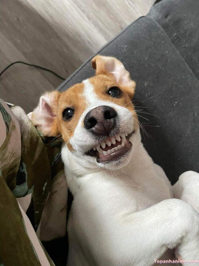 meme chó cười kiểu biết hết rồi